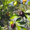 Cherry Of The Rio Grande