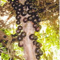 Jabuticaba Plinia cauliflora