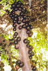 Jabuticaba Plinia cauliflora