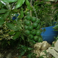 Macadamia spp