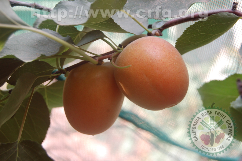 Prunus_armeniaca.JPG