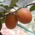 Prunus_armeniaca.JPG