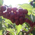 Prunus avium (3)