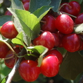 Prunus avium (4)