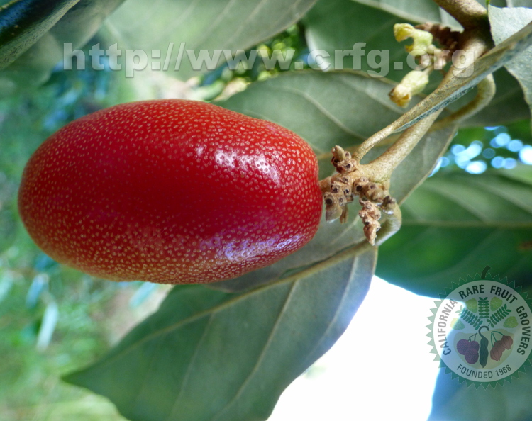 So Shan Fruit Elaeagnus latifolia