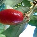 So Shan Fruit Elaeagnus latifolia