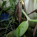 Vanilla planifolia (2)