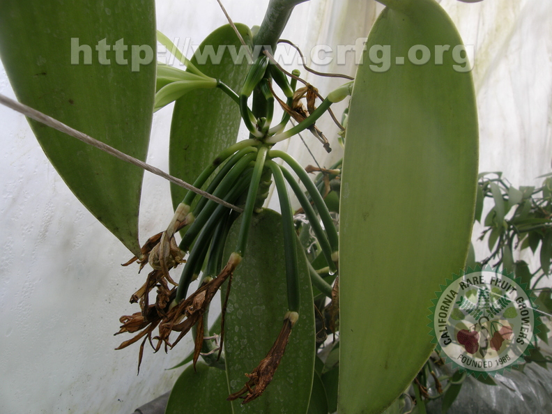 Vanilla planifolia (3)