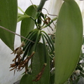 Vanilla_planifolia__3_.JPG