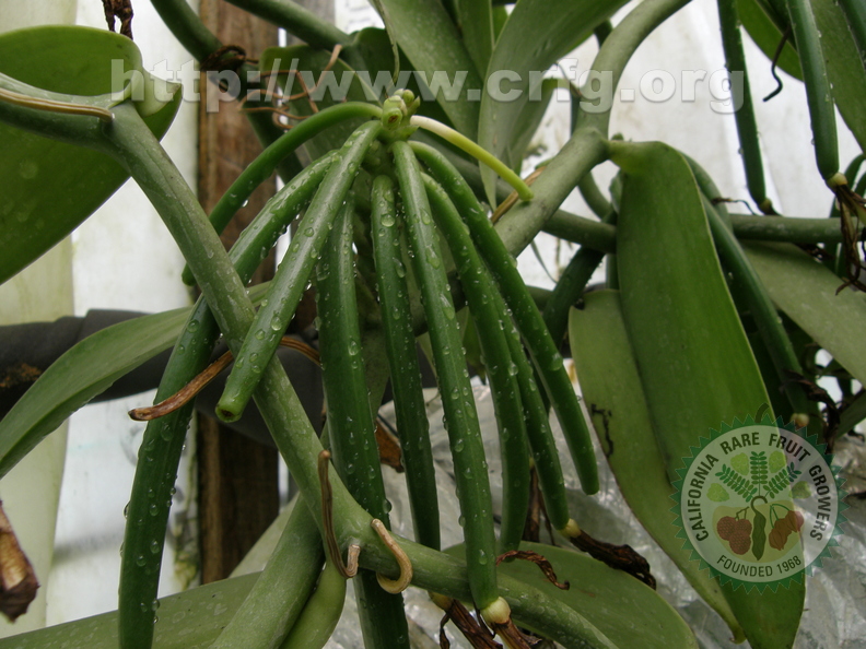 Vanilla planifolia (4)