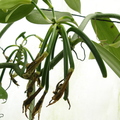 Vanilla planifolia (5)