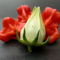White Roselle with Glokenpaprika peppers 1