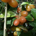 elaeagnus latifolia
