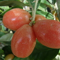 elaeagnus latifolia (1)