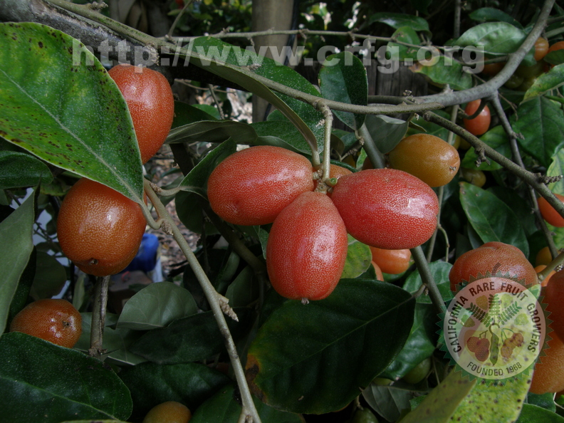 elaeagnus latifolia (2)