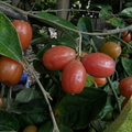 elaeagnus latifolia (2)