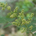 rhus coriaria flowers