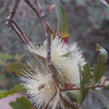 syzygium jambos flower