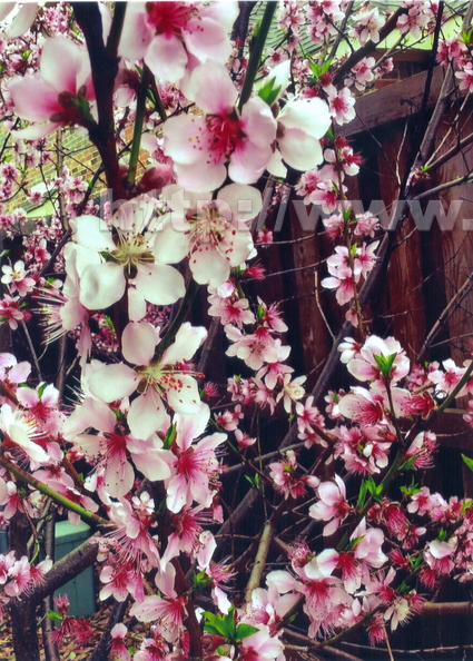 AW01_Peach_Blossoms.jpg
