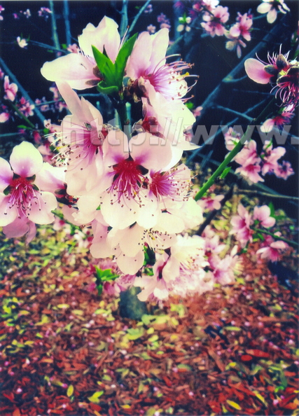 AW02_Peach_Blossoms.jpg
