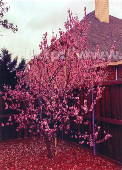 AW03_Peach_Blossoms.jpg