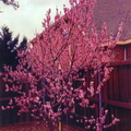 Peach Blossoms