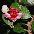 Acca selowiana  flor 18a