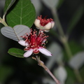 Acca selowiana flor 15a