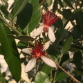 Acca selowiana flor 40
