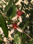 Acca selowiana flor 40