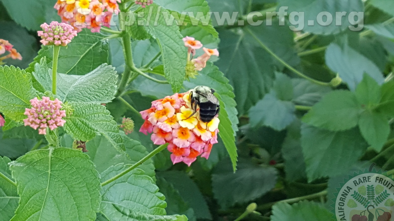 Bumblebee on lantana