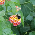 Bumblebee on lantana