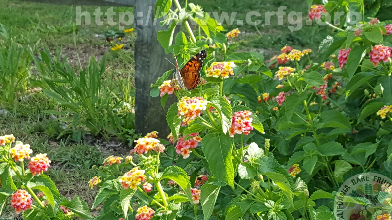 Butterfly resting on lantanas