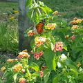 Butterfly resting on lantanas