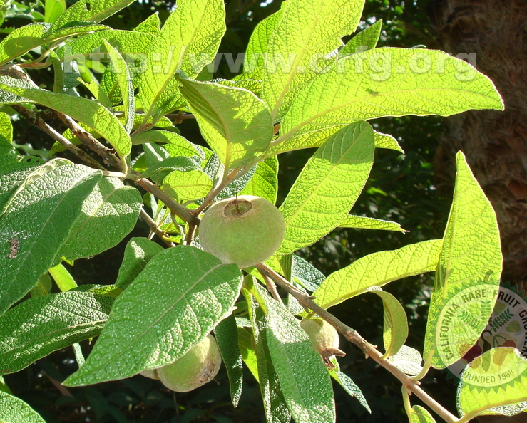 Campomanesia guazumifolia 21