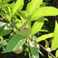 Campomanesia guazumifolia 21