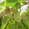 Campomanesia guazumifolia 24