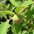 Campomanesia guazumifolia  18