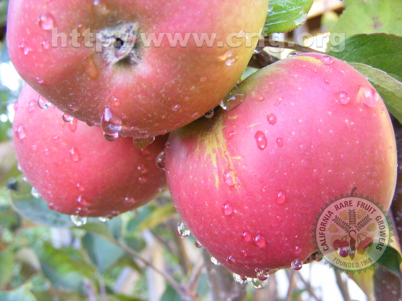 The search for Dr D's Perfect Apple -  From the &quot;breeding program&quot; of Dr. John DeVincenzo of See Canyon. 