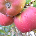 The search for Dr D's Perfect Apple -  From the "breeding program" of Dr. John DeVincenzo of See Canyon. 