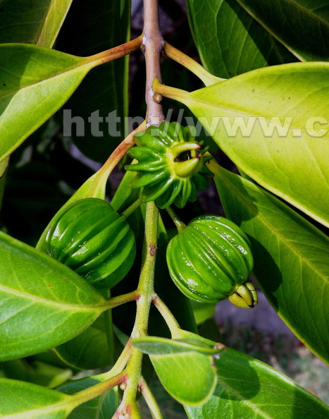 Eugenia multicostata Plantarum 2a