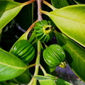 Eugenia multicostata Plantarum 2a