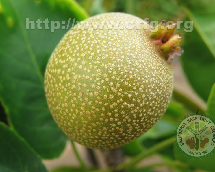 Asian Apple Pear Pyrus Pyrifolia D.Chojuro
