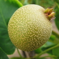 Asian Apple Pear Pyrus Pyrifolia D.Chojuro