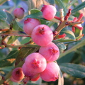 Blueberry Vaccinum Corymbosum Pink Lemonade