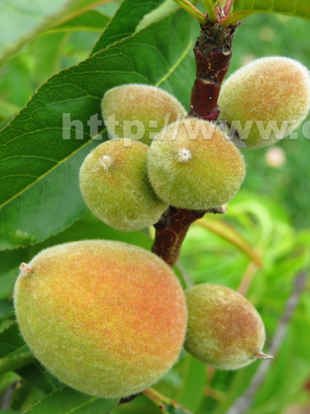 Peach Prunus Persica John Fanick