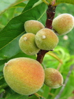 Peach Prunus Persica John Fanick