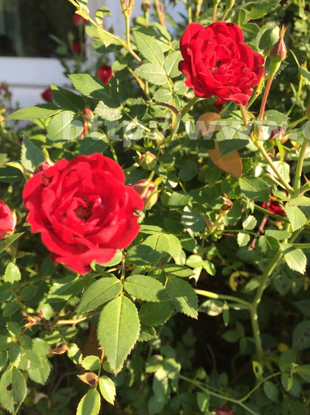 Roses on a sunny day
Atlanta, GA