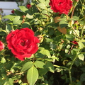 Roses on a sunny day
Atlanta, GA