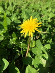 A single dandelion in a field of clovers 
Atlanta, GA